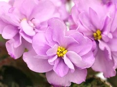 Фото Фиалка АВ-Осенний Вальс (856-48)