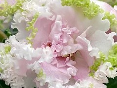 Фото Фиалка С-Девочка-девочка (24-74)