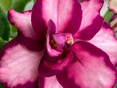 Фото Фиалка АВ-Сытый Комар (760-32)