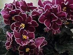 Фото сорта Powder Keg