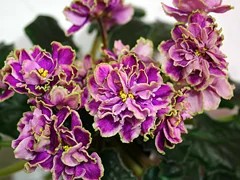 Фото сорта Каменный Цветок