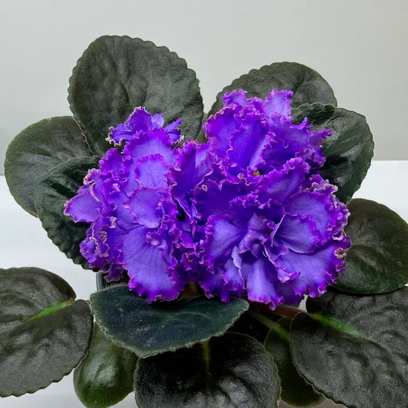 Фото Фиалка Blue Dragon