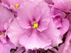 Фото сорта С-21-077, сеянец