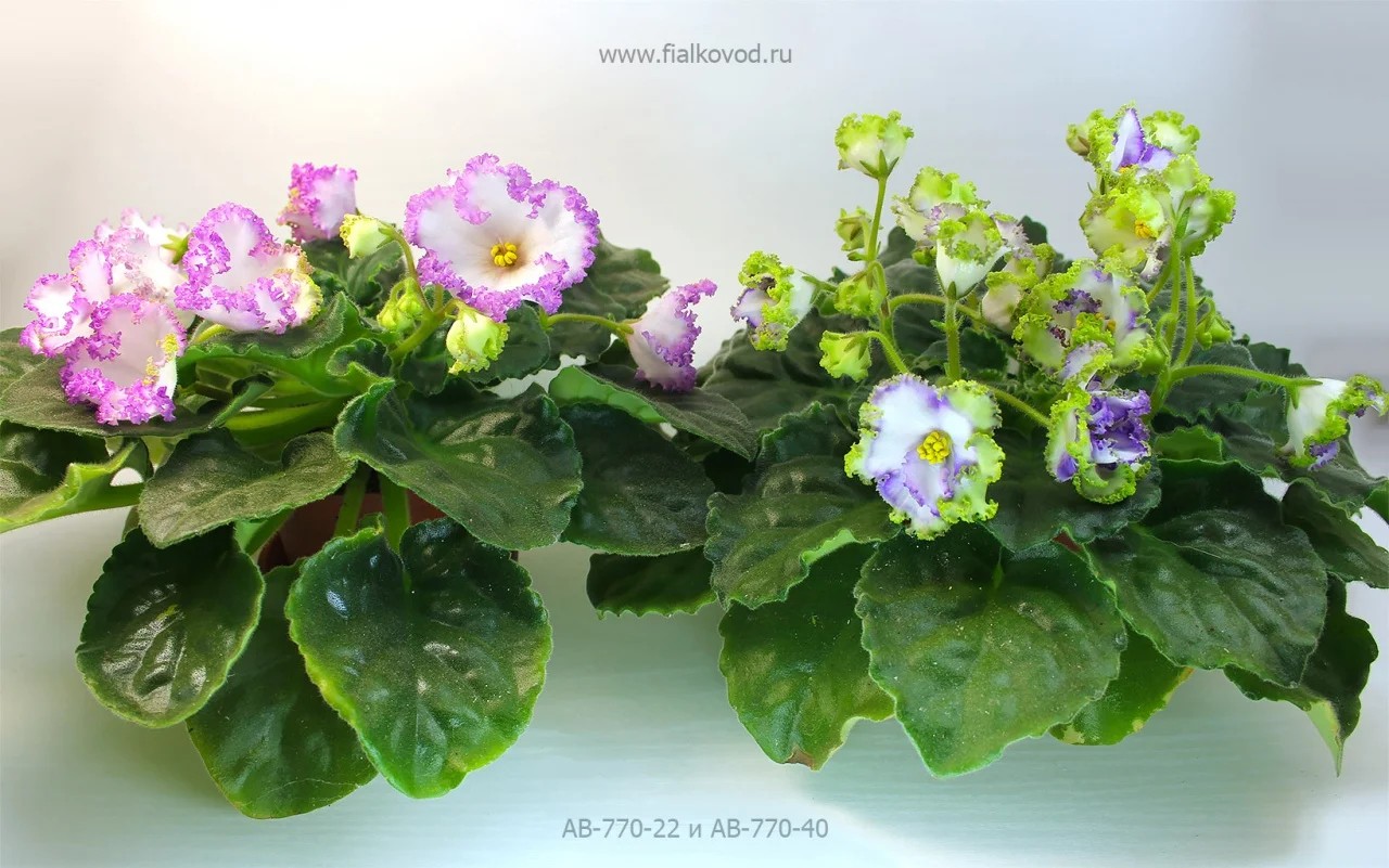 Фото Фиалка АВ-Кай (770-40)
