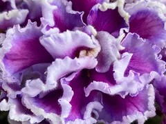 Фото Фиалка АВ-Фирменный Почерк (872-701)