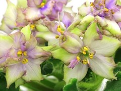 Фото Фиалка АВ-Цветущий Чай (857-84)