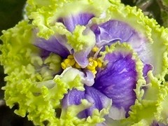 Фото Фиалка АВ-Северное Лето (894-111)