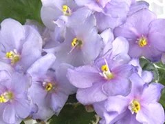 Фото сорта Н-Инкогнито