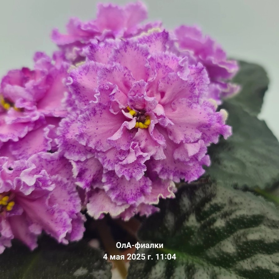 Фото Фиалка ТФ-Сашенька