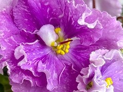 Фото Фиалка С-Чай на Даче (25-54)
