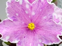 Фото Фиалка С-Сонечка (25-48)