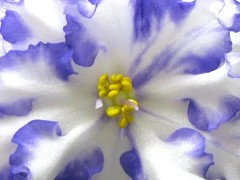 Фото Фиалка Arctic Frost