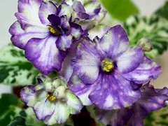 Фото Фиалка АВ-Шанхайский Барс (764-84)