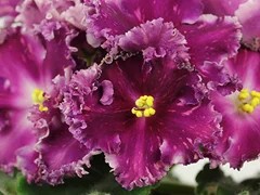 Фото Фиалка АВ-Красный Бриллиант (816-372)