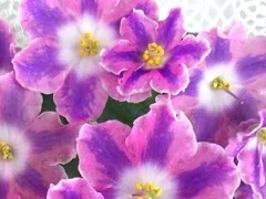 Фото сорта DS-Пинка