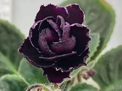 Фото Фиалка Mac's Black Uhuru