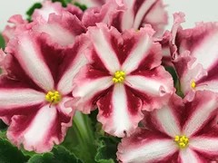 Фото Фиалка АВ-Харакири (809-404)