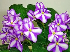 Фото сорта Himiko Trail