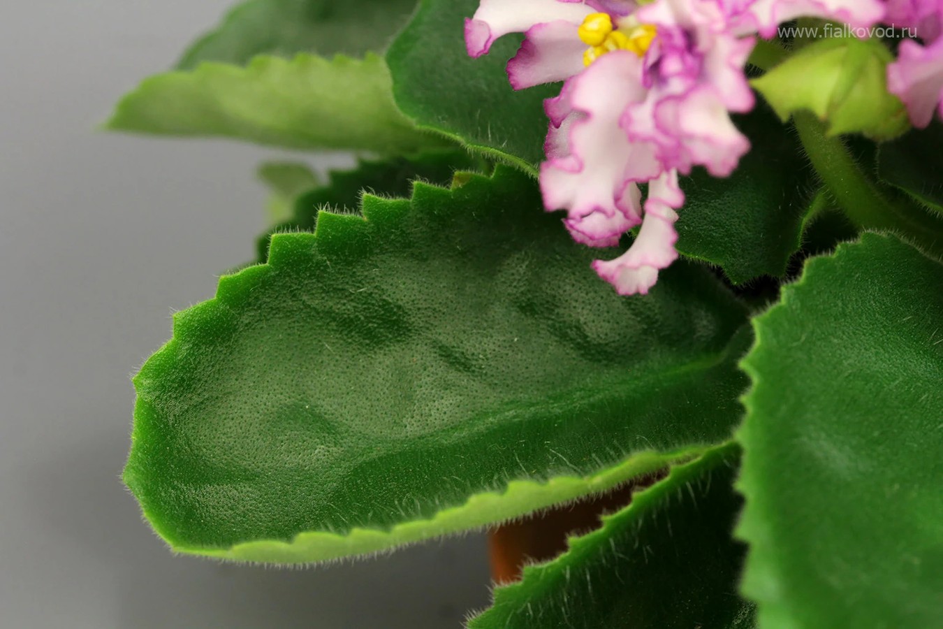 АВ-Луговая Фея - наш новый сорт