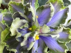 Фото Фиалка АВ-У Лукоморья (882-24)