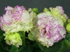 Фото Фиалка АВ-Эталон (800-4)