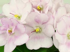 Фото Фиалка АВ-Стразики (804-127)