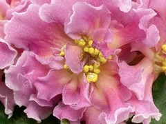 Фото Фиалка АВ-Кружева Лучей (868-247)