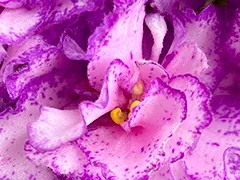 Фото Фиалка С-Страсть Кипучая (23-17)