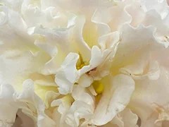 Фото Фиалка АВ-Белый Шоколад (880-31)