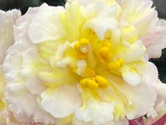 Фото Фиалка С-Апельсиновый Сок (880-170)