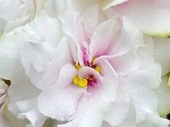 Фото Фиалка АВ-Нежно Люблю (877-250)