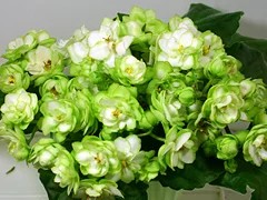 Фото сорта ЛЕ-Купава