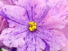 Фото Фиалка С-Летние Дожди (26-39)