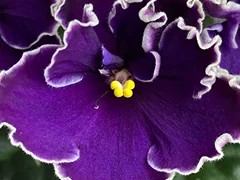 Фото Фиалка АВ-Ночь Влюбленных