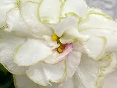 Фото Фиалка АВ-Новая Жизнь (850-89)