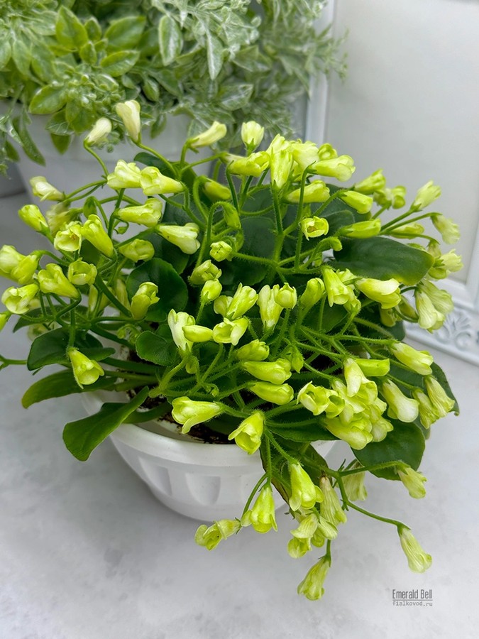 Emerald Bell