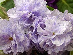 Фото сорта РС-Морская Принцесса