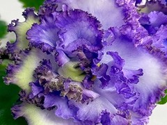 Фото Фиалка АВ-Облачный Край (895-49)