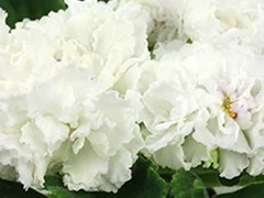 Фото Фиалка Ф-Белый Марципан (816-539)