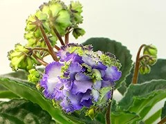 Фото Фиалка АВ-Индиголетта (770-100)