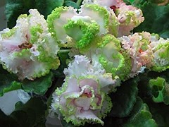 Фото сорта ЛЕ-Мерилин