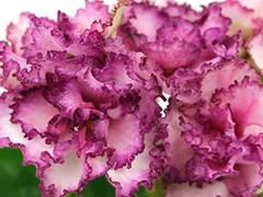 Фото Фиалка АВ-Кусочек Счастья (864-9)