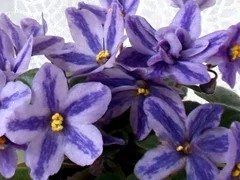 Фото сорта DS-Лавандовая Сказка