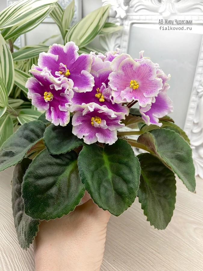 АВ-Живу Чудесами — сорт-хамелеон