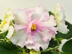 Фото Фиалка АВ-Мария (767-240)
