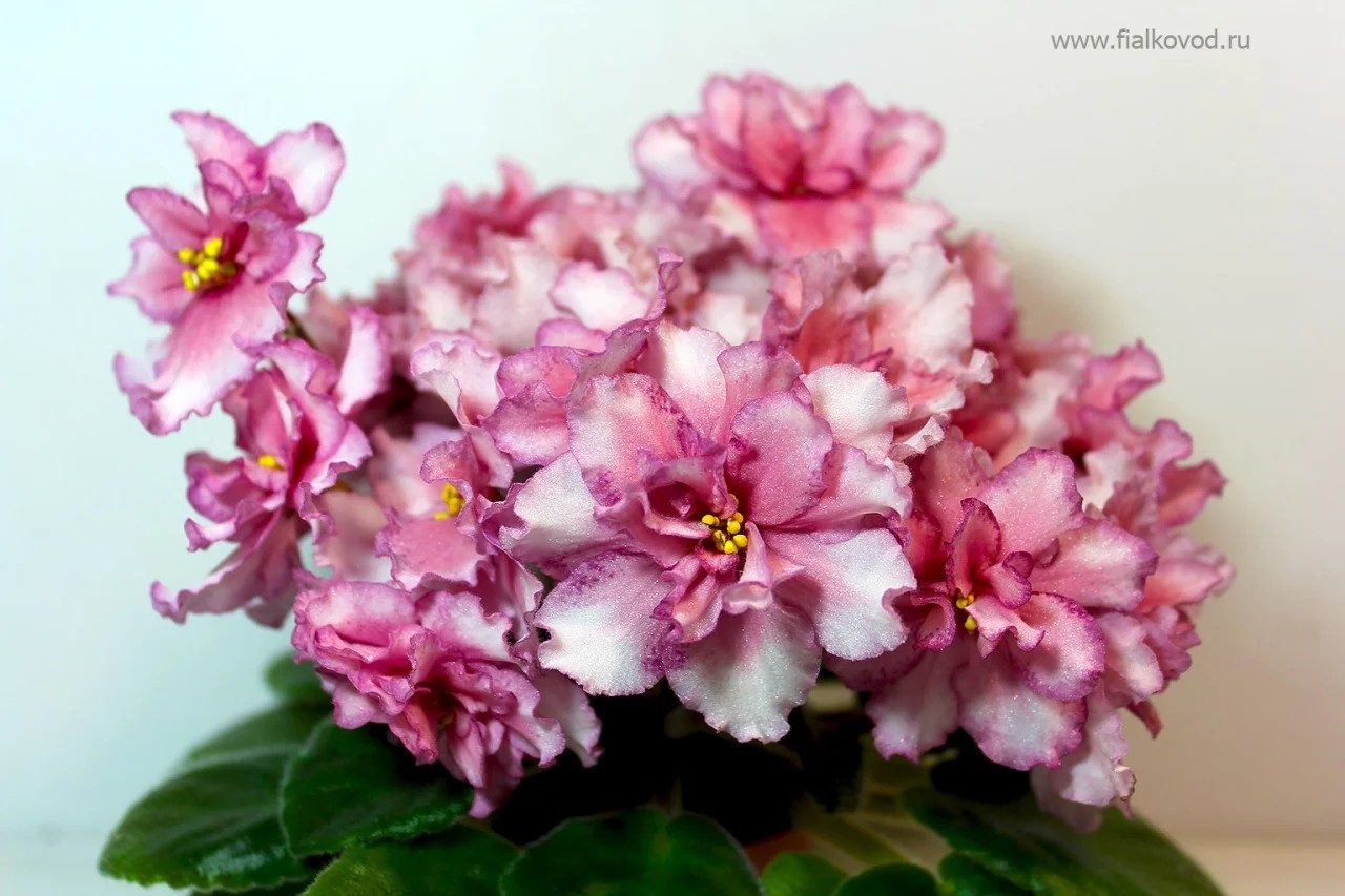 Фото Фиалка АВ-На Сладкое (761-40)