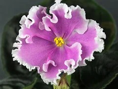 Фото Фиалка АВ-Бомба (783-35)