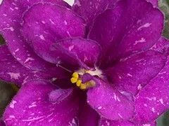 Фото Фиалка АВ-Мускатный Дождь (887-14)
