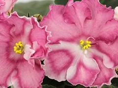 Фото Фиалка Ф-Поцелуйчики (816-548)