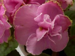 Фото сорта Конфетка